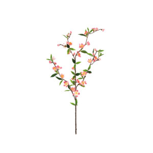 Cherry Blossom Spray Rose