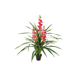 Cymbidium Red