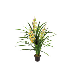 Cymbidium White