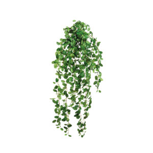 Fittonia Hanging Bush