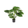 verhuur-decoratie-planten-alocasia-calidora-M.jpeg
