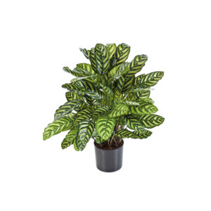 Calathea Green