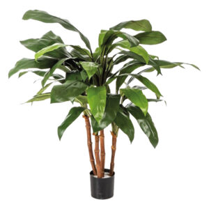 Cordyline bush tree