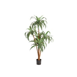 Dracaena Tree M
