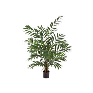 Parlour Palm