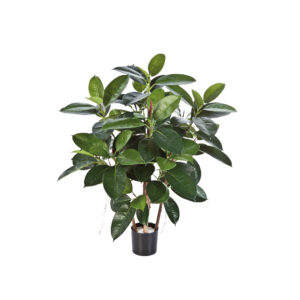 Rubber plant