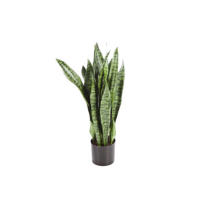 Sanseveria Green