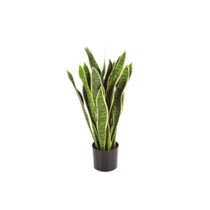 Sanseveria Yellow