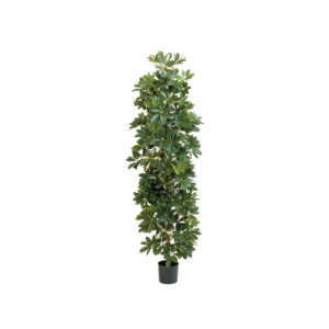 Schefflera Column