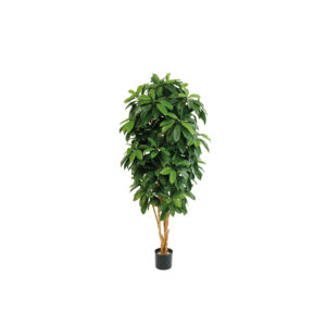 Schefflera Lady L
