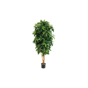 Schefflera Lady M