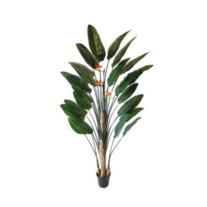 Strelitzia XL