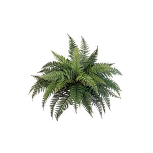 Fern Bush
