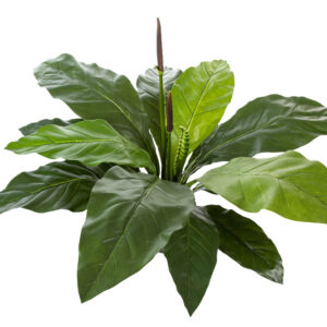 Jungle King Anthurium