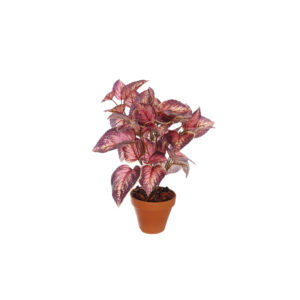Coleus Mauve