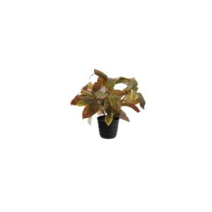 Croton Leaf