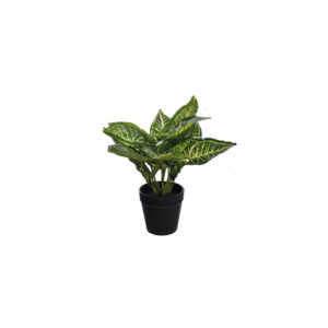 Dieffenbachia Maroba S