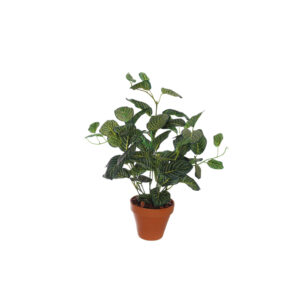 Fittonia White