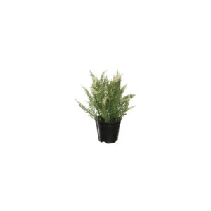 Heide green, beige