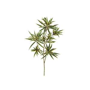 Dracaena Reflexa Spray