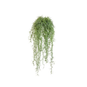 Long hair Bush Green