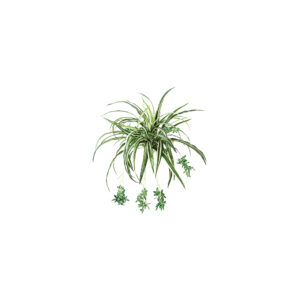 Spider plant