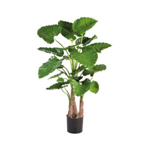 Alocasia Calidora XL