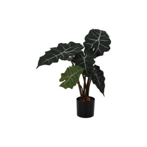 Alocasia Polly