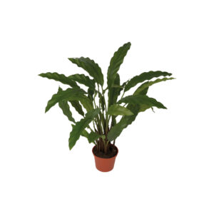 Calathea Potted Bush