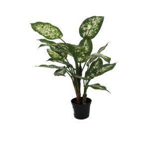 Dieffenbachia Cabdida