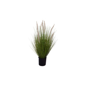 Foxtail grass cream