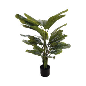 Calathea Green 115