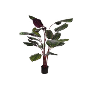 Calathea plant 140 red