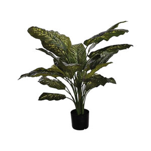 Diefenbachia Green