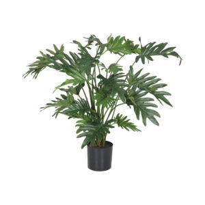 Philodendron Selloum