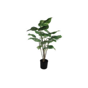 Pothos
