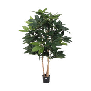 Schefflera Tree