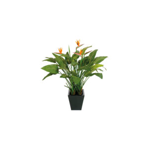 Strelitzia Natural