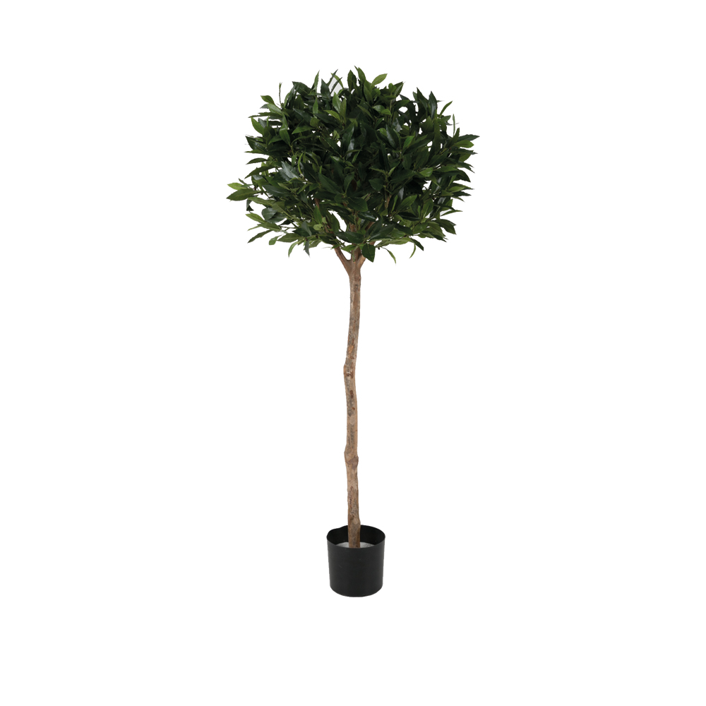 verhuur-decoratie-planten-sweet-bay-ball.jpg