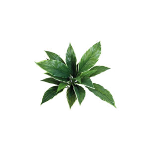 Cordyline Variegated