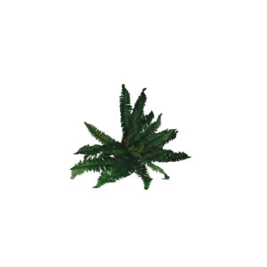 Fern bush M