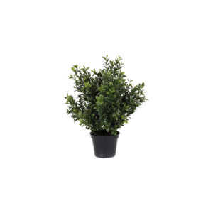Boxwood Potted Bush