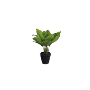Calathea orbifolia S