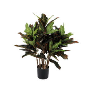 Croton tree