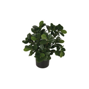 Ficus panda potted