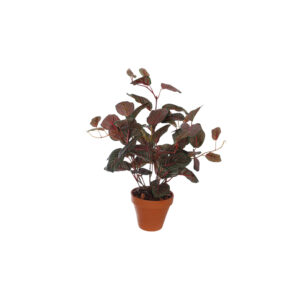 Fittonia Red Green