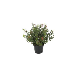 Red Day Leaf Potted Bush