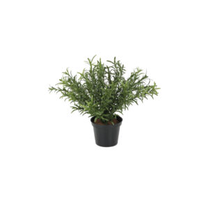 Rosmarinus Potted Bush