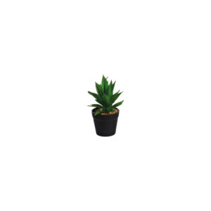 Vetplantje Agave