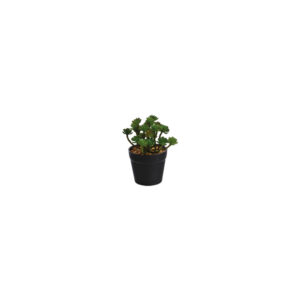 Vetplantje Sedum
